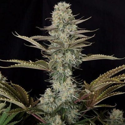 Doctor's Choice DC Kush semena neobsahují THC 10 ks