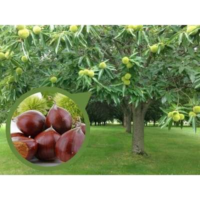 Gaštan jedlý Bouche de Betizac na 160-180 cm kmienku , výška 280-300 cm, kvetináč 18 l