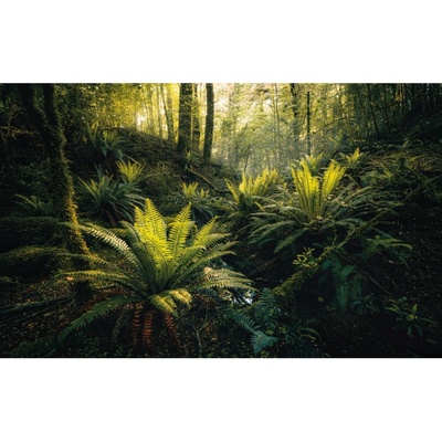 Komar Vliesová fototapeta Fjordland Woods 450 x 280 cm