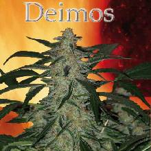 Buddha Seeds Deimos semena neobsahují THC 10 ks