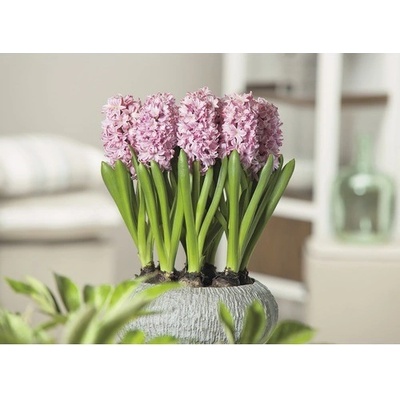 Hyacint FloraSelf Hyacinthus orientalis 'Pink Pearl' květináč Ø 12 cm