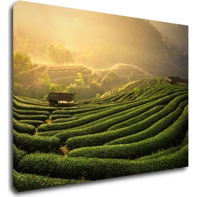 Impresi Obraz Východ slnka čajovníková plantáž - 70 x 50 cm