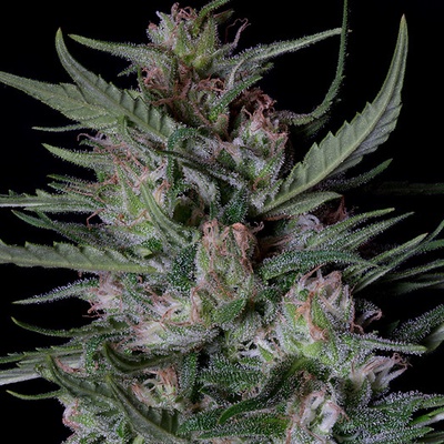 Big Head Seeds Dogstar Dawg Auto semienka neobsahujú THC 10 ks