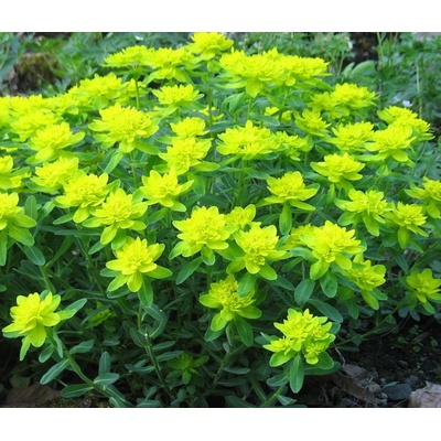Euphorbia polychroma - pryšec