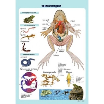 Учител bg Земноводни - мини табло А3