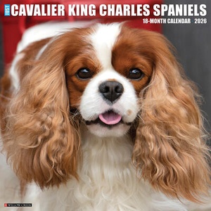 Cavalier King Charles Spaniels 2026 12 X 12 Wall Calendar | Willow Creek Press (ISBN: 9781549250651)