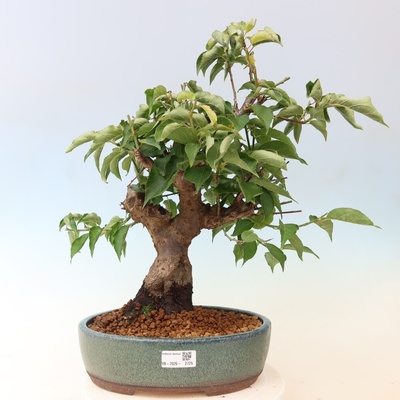 e-bonsai Venkovní bonsai -Japonská meruňka - Prunus Mume