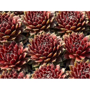Skalnica Cassiopea - Sempervivum, kont. 0,5 l