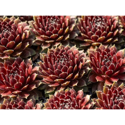 Skalnica Cassiopea - Sempervivum, kont. 0,5 l