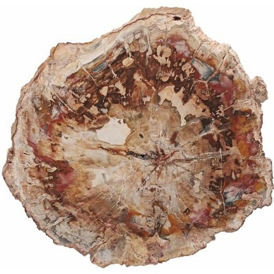 Nefertitis Zkamenělé dřevo leštěný řez 43 NF63932 - cca 13 x 10,5 cm, 548 g