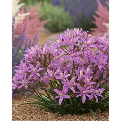 Triteleia 'Babylon' 5 ks – Zboží Mobilmania