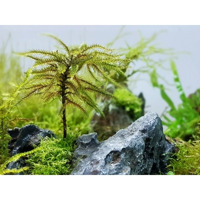Climacium japonicum Tree Moss 7 cm – Zboží Dáma