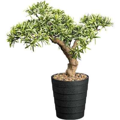 Bonsaj tis v kvetináči, 40 cm