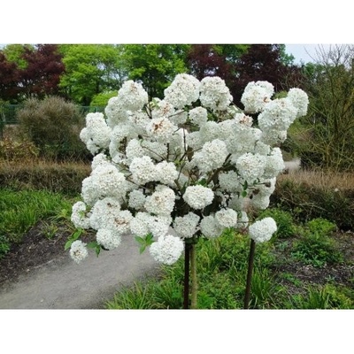 Kalina obyčajná (Viburnum opulus) ´ESKIMO´ - výška 110-130 cm, kont. C7.5L - NA KMIENKU