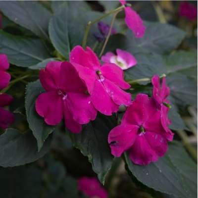 Netýkavka Accent fialová F1 - Impatiens walleriana - semena - 12 ks