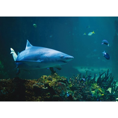 Joola Shark