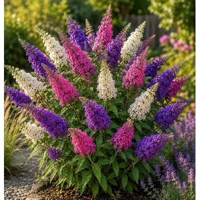Budleja Davidova 'Tricolor'