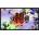 Apple Studio Display XDR MFEN4CS/A