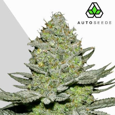 Auto Seeds Sour Diesel Auto semienka neobsahujú THC 5 ks