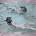 Sholto - The Sirens LP
