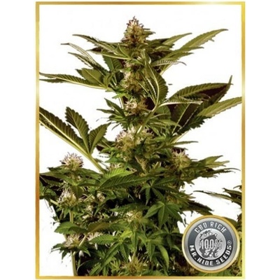 Mr. Hide Seeds AUTO Winweed CBD semena neobsahují THC 3 ks