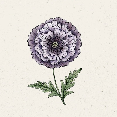 Jora Dahl Mak vlčí "Amazing Grey" Papaver rhoeas 1 ks