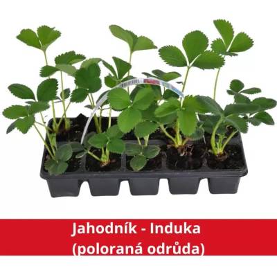 Jahodník - Induka (poloraná odrůda)