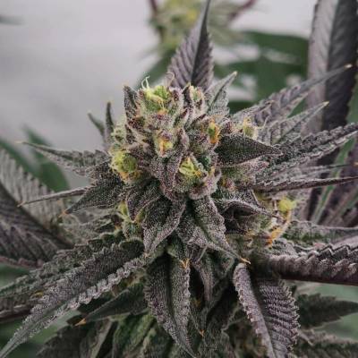 Elev8 SeedsGary Burger semena neobsahují THC 3 ks
