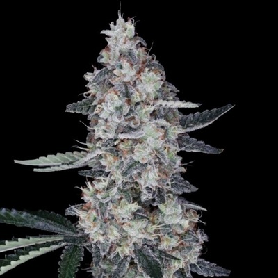 DNA Genetics Watermelon Man Auto semena neobsahují THC 10 ks