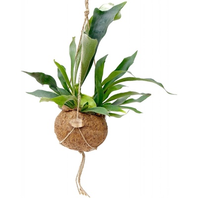 Gardners Platycerium bifurcatum (L) Parožnatka