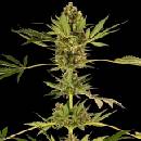 Sensi Seeds Himalayan CBD semena neobsahují THC 10 ks