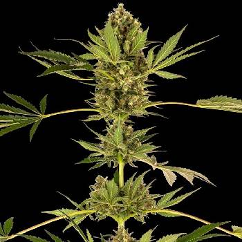 Sensi Seeds Himalayan CBD semena neobsahují THC 10 ks