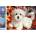 Norimpex - Puzzle Diamant painting: White puppy 30x40cm - 1 - 39 piese