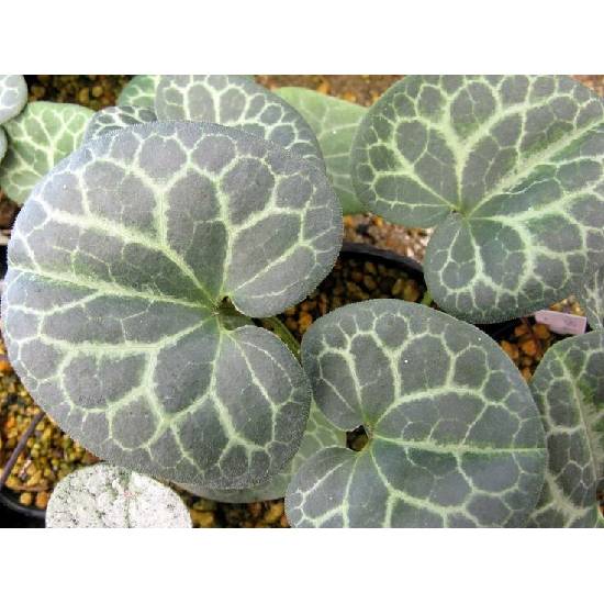 Poni Veni® Asarum 'Koton' - kopytník od 4,6 € - Heureka.sk