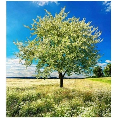 DIMEX MS-3-0096 vliesová fototapeta na zeď Strom na lúke, rozmery 225 x 250 cm