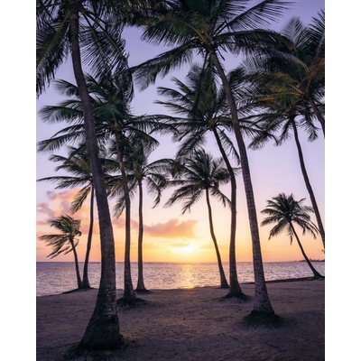 Komar Vliesová fototapeta Palmtrees on Beach rozměry 200 x 250 cm