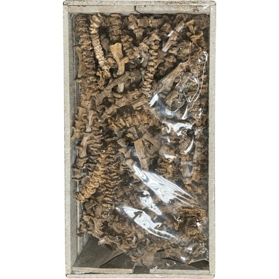 Banana steem cut , box 200 ks