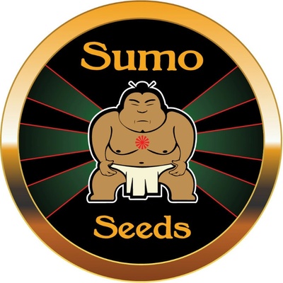 SUMO SEEDS Ultimate AK semienka neobsahujú THC 3 ks