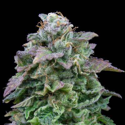 Exclusive Seeds Bank AUTO Mozar semena neobsahují THC 3 ks