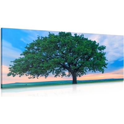 Obraz osamělý dub - 120x60