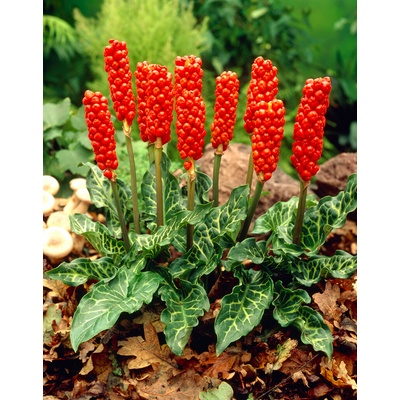 Árón 'Arum italicum' 5 ks