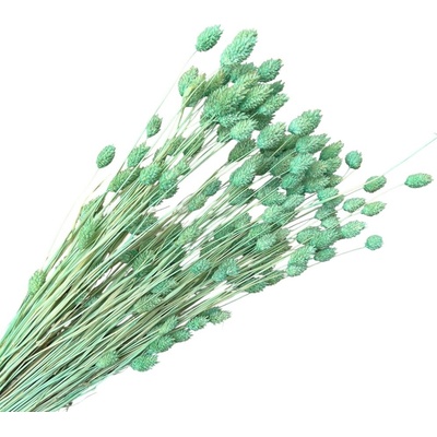 Sušená tráva Phalaris - Chrastica 100g - aqua