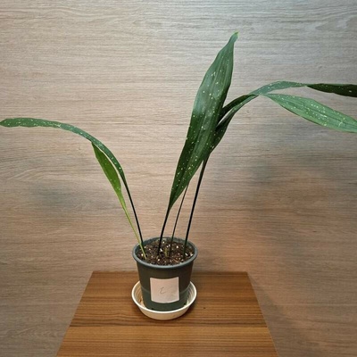 Aspidistra Elatior Milky Way č2 – Zbozi.Blesk.cz