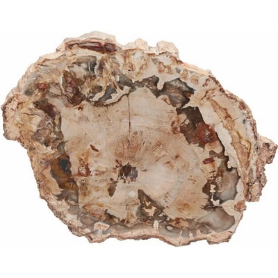 Nefertitis Zkamenělé dřevo leštěný řez 35 NF63924 - cca 9,3 x 7,6 cm, 183 g