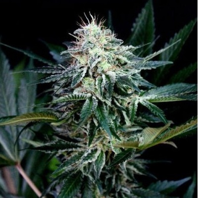 Absolute Cannabis Seeds Radical Auto semienka neobsahujú THC 1 ks