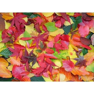 Grafika Autumn Leaves 2000 dielov