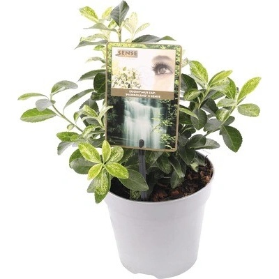 Brslen Fortunův FloraSelf Euonymus japonica 'Pierrolino' 15-20 cm květináč 1,5 l