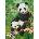 Castorland - Puzzle Panda Brunch - 300 piese