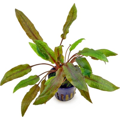 Cryptocoryne wendtii 'Mi Oya'
