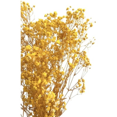 Nevěstin závoj/stabilizovaná Gypsophila svazek/kytice SYTĚ ŽLUTÁ 50g